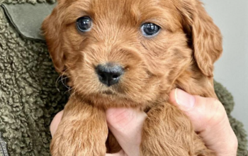 cockapoo puppy for sale in arnolds cove