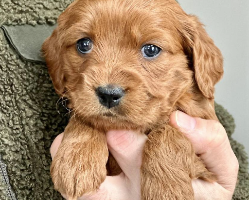 cockapoo puppy for sale in arnolds cove