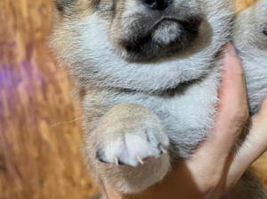Shiba inu pup for sale