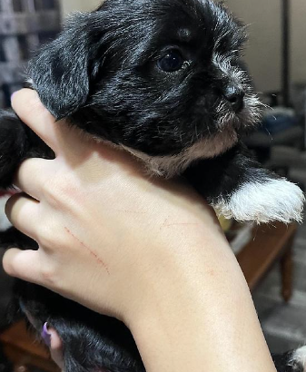 Shihzu – Pug Mix puppy for sale