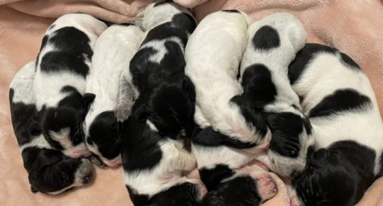 English Setter puppies for sale