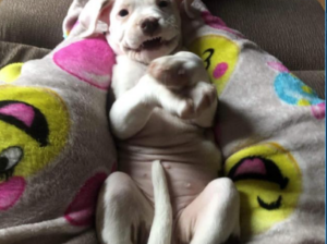 Pitbull Terrier for sale