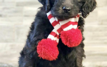 Stunning F1B Aussiedoodle Puppy for Sale