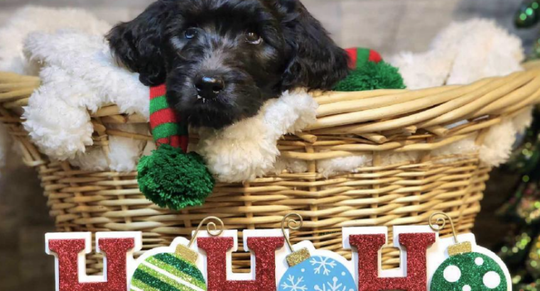 Stunning F1B Aussiedoodle Puppy for Sale