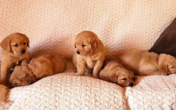 Gold Retriever puppies for sqle