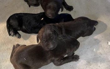 German Short Haired Pointer Puppies for sale