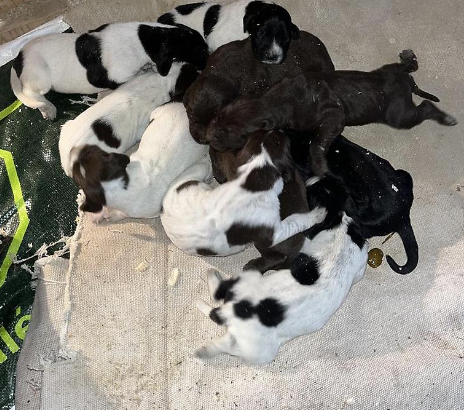German Short Haired Pointer Puppies for sale