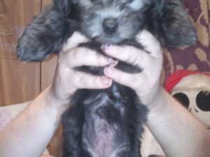 2 11week old yorkiepooh pups for sale