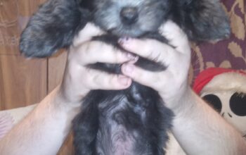 2 11week old yorkiepooh pups for sale