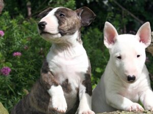 male and female Bull terrier puppies for adoption