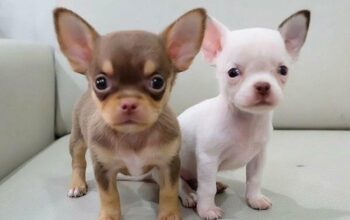Purebred Chihuahua puppies