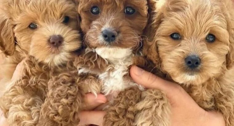 Poodle Puppies ready