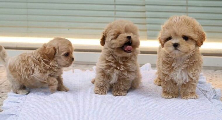 Poodle Puppies ready