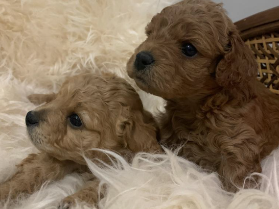 cockapoo puppies for sale in arnolds cove