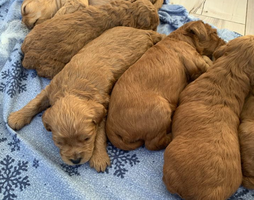 cockapoo puppies for sale in arnolds cove