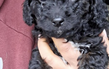 Male Toy Poodle Puppy for Sale