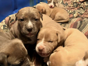 8 puppies ready to go dec 23 for Christmas