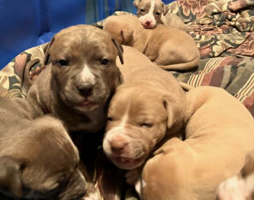 8 puppies ready to go dec 23 for Christmas