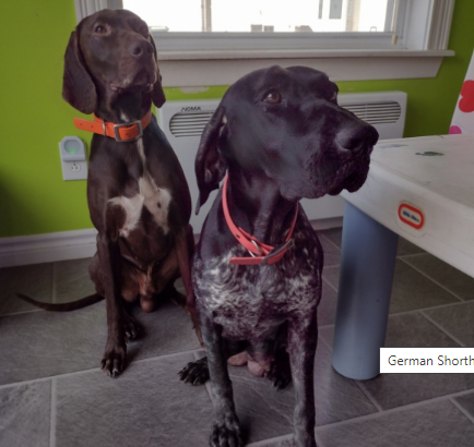 German Shorthaired Pointer PUPPIES for sale