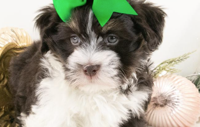 Havanese puppy for sale in edmundston