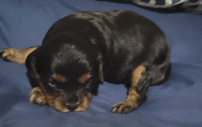 King Charles Cavalier puppies for sale