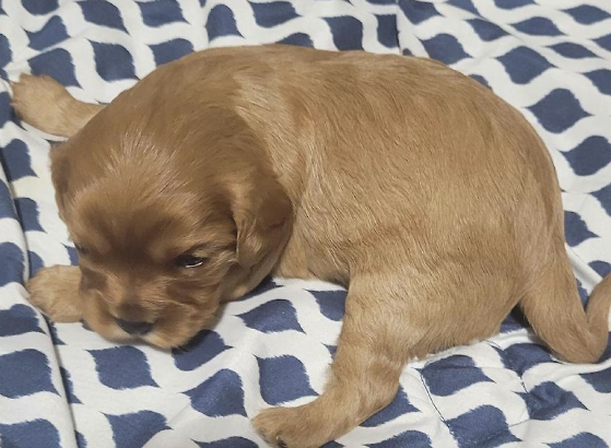 King Charles Cavalier puppies for sale