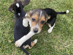 Beagle Puppies for sale in Pouch Cove, NL, Canada