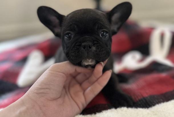 French Bulldog puppies for sale in Glovertown, NL