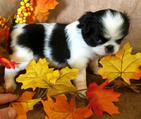 Fantastic Japanese Chin puppies available
