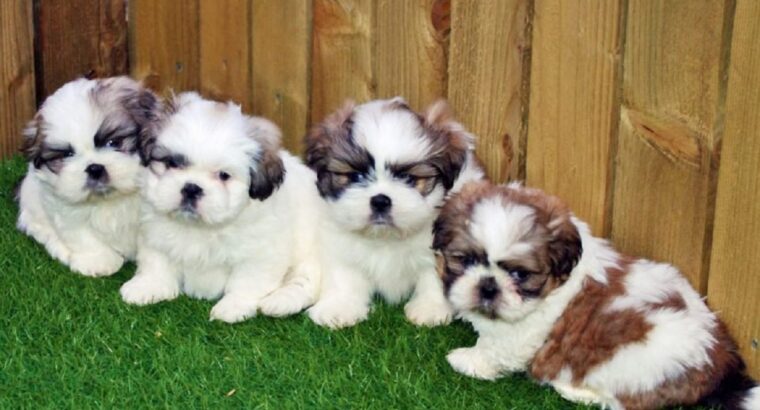 Beautiful pedigree shih tzu pups for loving homes