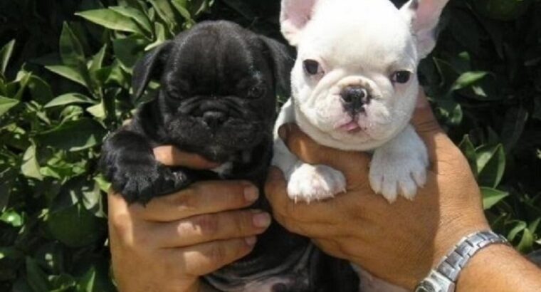 Beautiful Puppies French Bulldog