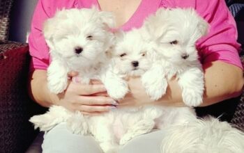 Extraordinary Maltese toy puppies available