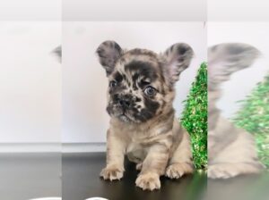 French Bulldog Puppy For Free