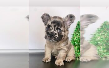 French Bulldog Puppy For Free