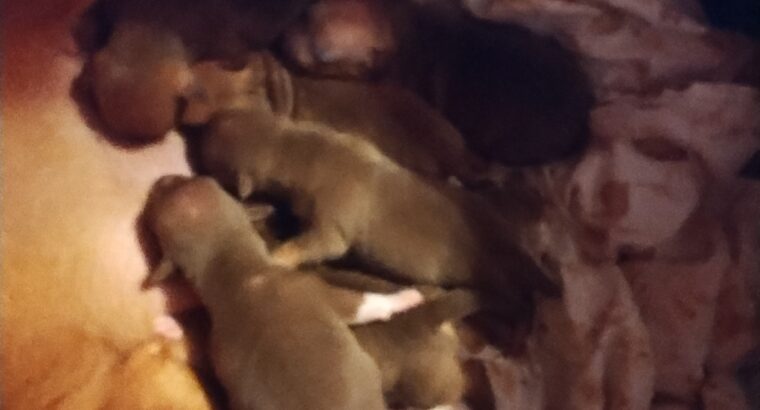 puppies for sale miniature Pinschers chiweeni