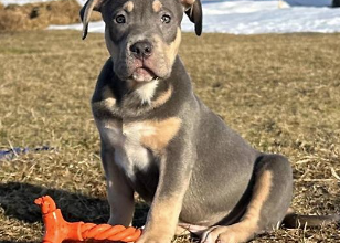XL American bullies puppy for sale in bell island