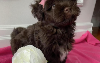 Havanese Puppy for sale in Carbonear