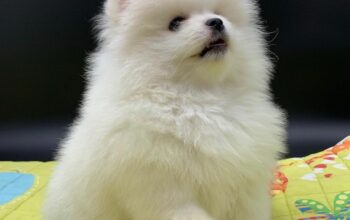Pomeranian puppy for adoption ready for new h
