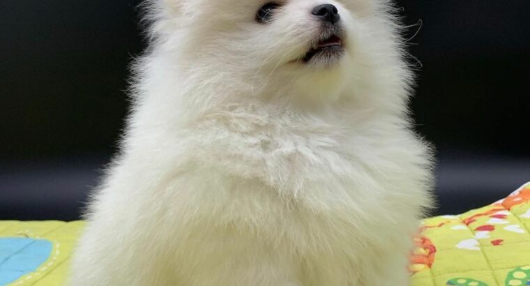 Pomeranian puppy for adoption ready for new h