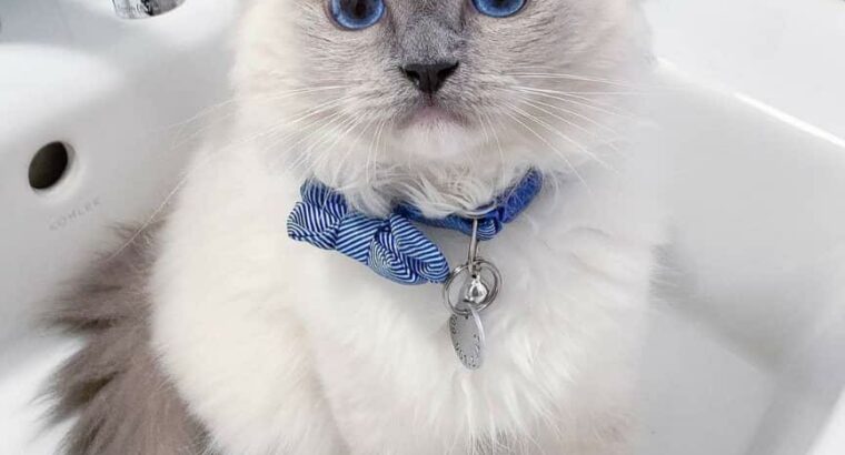 Ragdoll Kitten available for adoption.