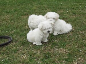Maltese puppies available (734) 335-0571