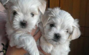 Maltese puppies (734) 335-0571