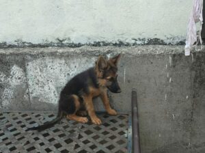 GSD Double Coat 3 Months Old Female Puppy