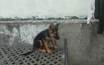 GSD Double Coat 3 Months Old Female Puppy