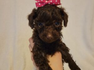 toy poodle puppies