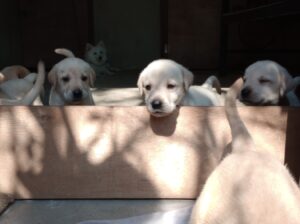 Dog’s puppies best wholesaler.(India).