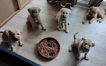 Sheppard puppy for sale