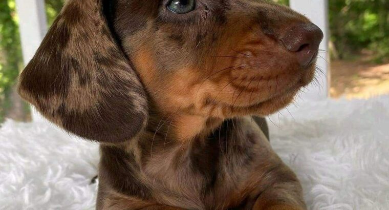 dachshunds puppy’s available