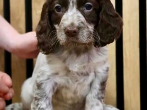 🐾🐾Sprocker puppies for sale🐾🐾