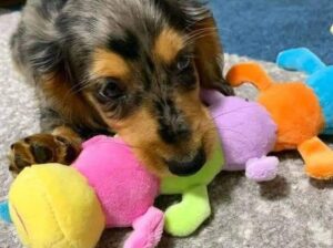 dachshunds puppy’s available